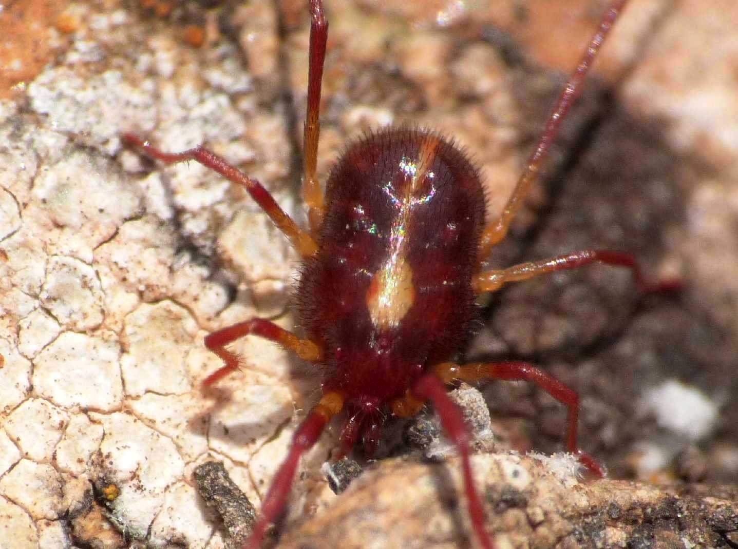 Erythraeus sp. di Israele, Lazio e Sardegna